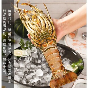 小青龙虾鲜活冷冻 冰鲜青龙虾冷冻大龙虾 新鲜小青龙海鲜500g2只