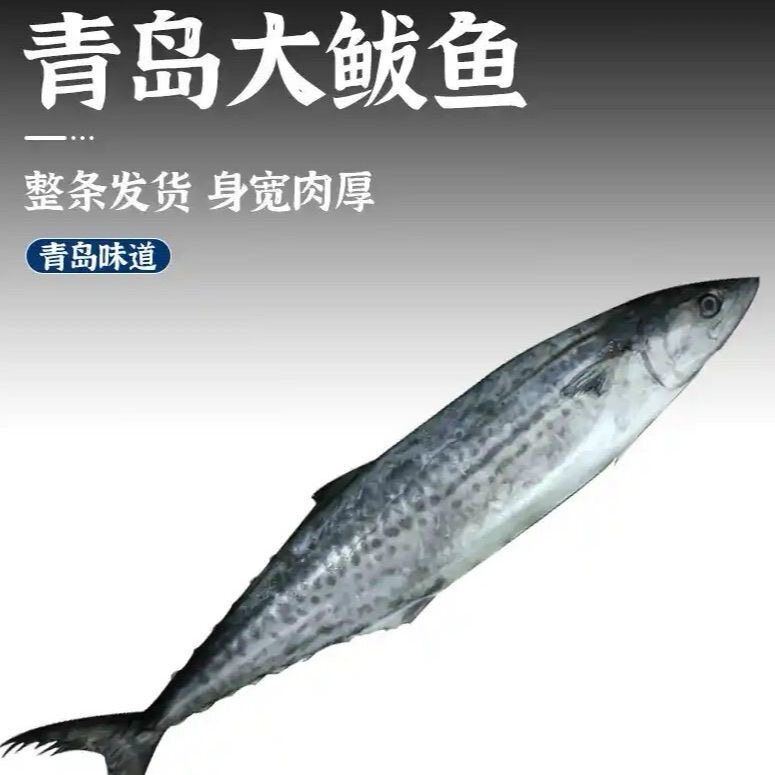 春节新年青岛新鲜鲅鱼冷冻马鲛鱼无冰海鱼鲜活燕鲅