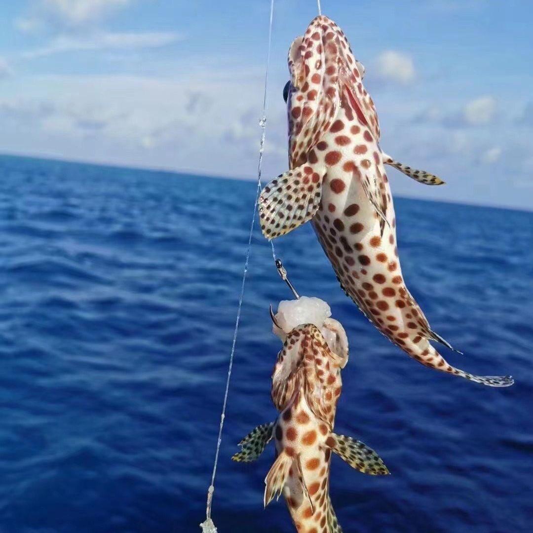 海南三沙西沙蜂巢斑蜂窝斑小石斑鱼鲜活冷冻海鲜水产海钓新鲜熬汤