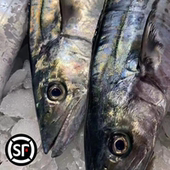 青岛原产地大鲅鱼蓝点马鲛鱼4 20斤冷冻肉厚鲜嫩