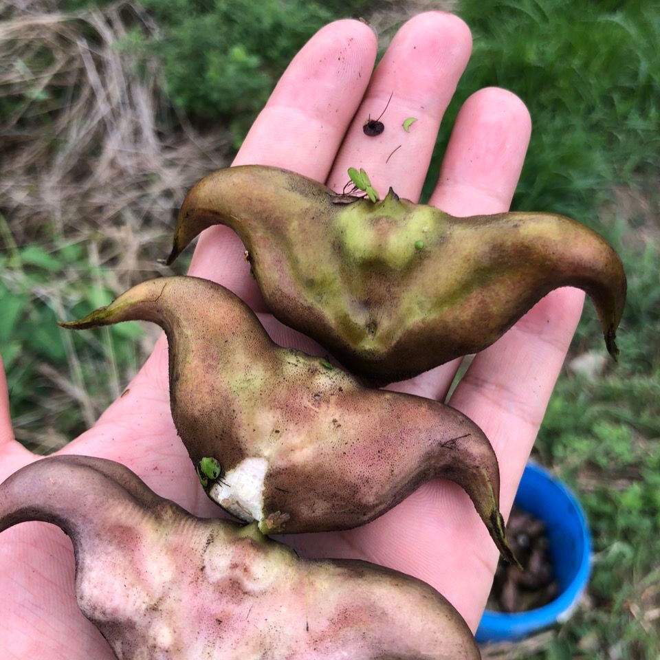 湖北特产洪湖新鲜菱角粉糯老菱角现摘莲角棱角黑凌角嫩菱角顺丰