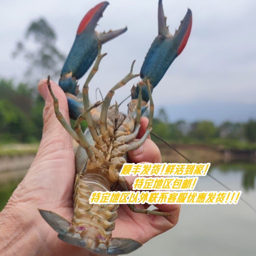 鲜活澳洲淡水龙虾食用活虾食用蓝色龙虾烧烤麻辣