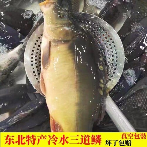 东北三道鳞鱼淡水鱼冷水鱼无鳞鱼
