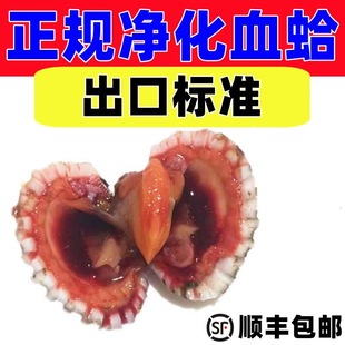 顺丰包邮二斤装花蛤鲜活血蛤银温州血哈毛蚶鲜毛蛤正宗新鲜