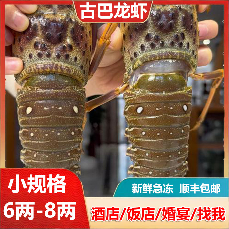 古巴龙虾新鲜活冻巴西大龙虾小青龙仔澳洲龙虾海鲜水产海捕船冻,水产肉类/新鲜蔬果/熟食,冻虾,淘宝优惠券,粉丝福利购,淘宝优惠卷