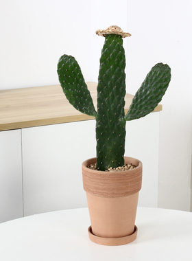 多肉仙人掌盆栽中华掌室内桌面办公室防辐射无刺耐干旱耐阴绿植