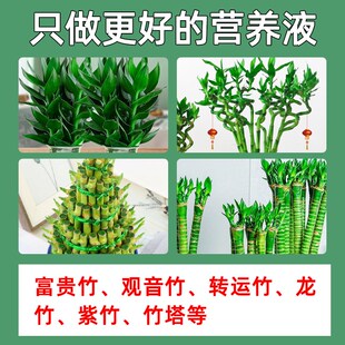 养富贵竹营养液专用肥专治黄叶生根转运竹龙竹观音竹水培植物专用