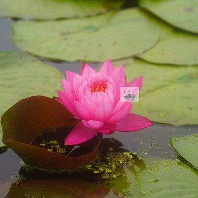 南京艺莲苑中大型耐寒睡莲根块【莹宝石】鲜红色