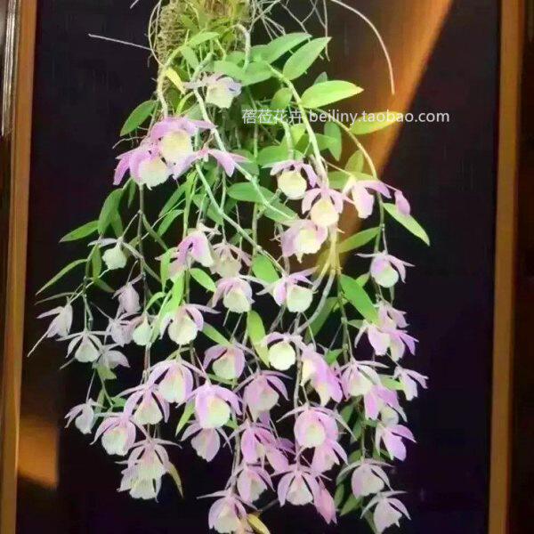 美花石斛小环草石斛小黄草石斛粉白色花洋兰吊兰花挂着养方便漂亮