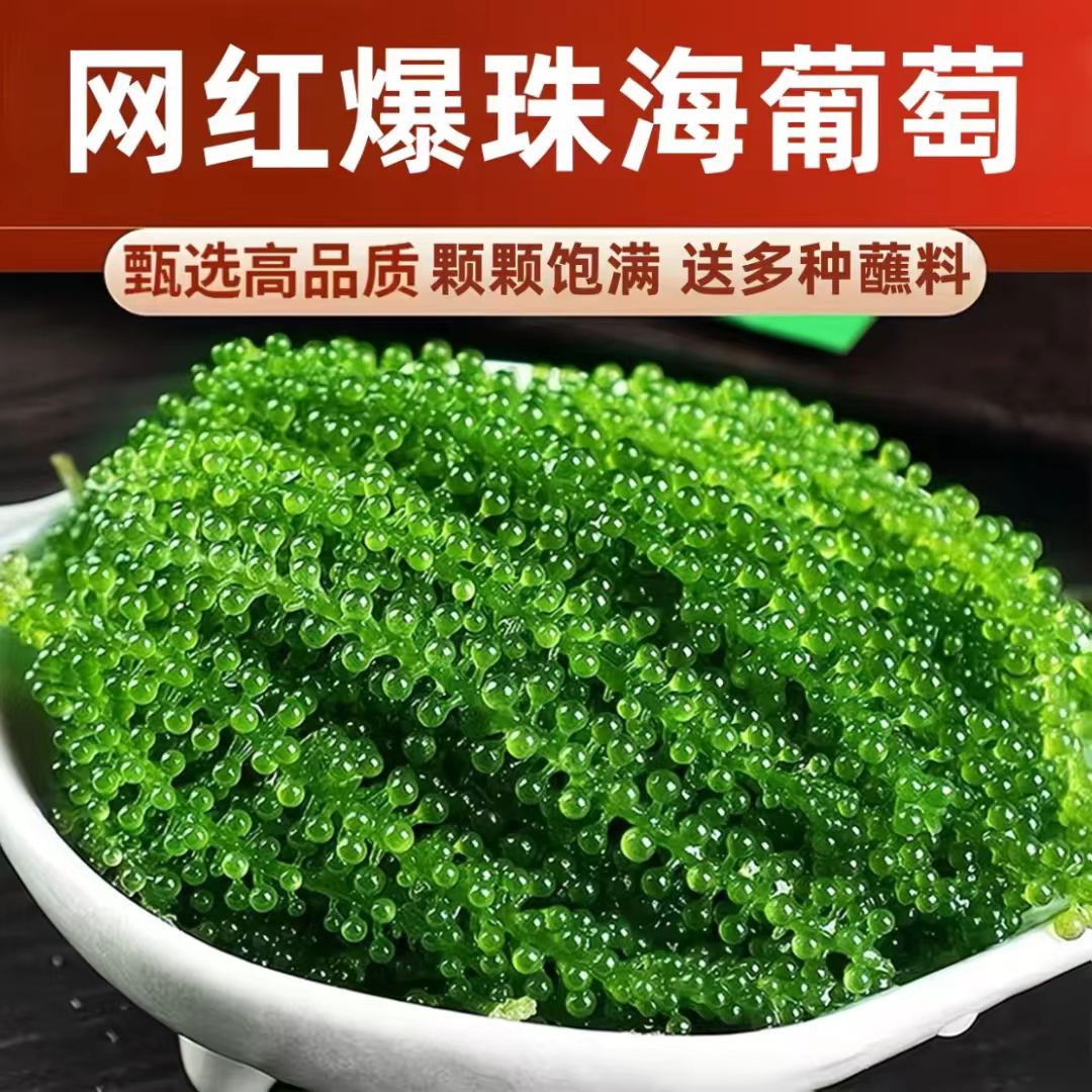 新鲜海葡萄即食长寿菜海带裙带菜海藻菜海白菜绿色鱼子酱100克装