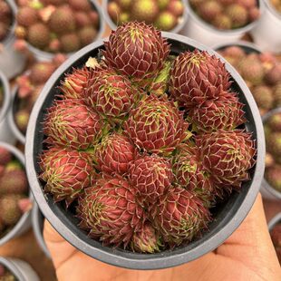 复活节彩蛋 带盆发货 黑腐包赔 耐寒抗旱好养长生草群生多肉植物