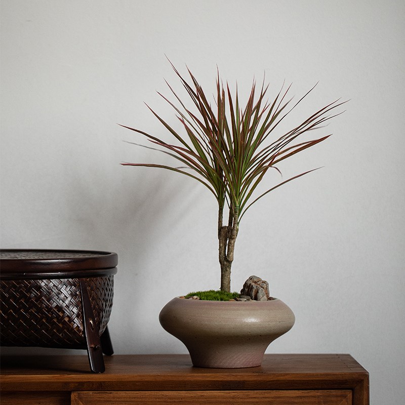 静艺花舍 千年木盆栽办公室内桌面观叶花卉绿植净化空气养植物