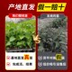 车厘子樱桃树南方北方种植庭院果四季 樱桃树大樱桃