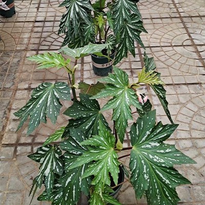 植物优选大盆乌头杂秋海棠 粉旗鱼 鳟鱼秋海棠