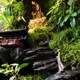 古殿佛说成品雨林缸热带植物全自动苔藓微景观若水植觉景观苔藓微