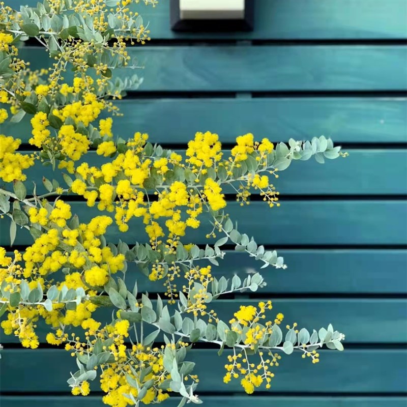 银叶金合欢树苗 别墅庭院地栽盆栽耐寒风景树苗 行道园林绿化树苗