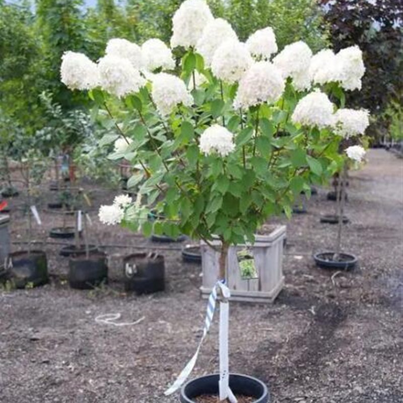 圆锥绣球花苗香草草莓盆栽石灰灯庭院花园阳台北方耐寒花耐旱植物