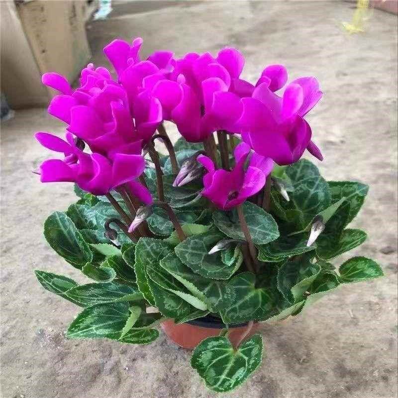 仙客来盆栽大苗室内花卉兔子花 年宵花苗兔耳朵花 四季带花发货,鲜花速递/花卉仿真/绿植园艺,造型盆景,淘宝优惠券,粉丝福利购,淘宝优惠卷