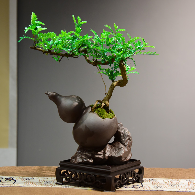 清香胡椒木盆栽办公室客厅悬崖飘枝造型盆景植物茶桌四季绿植桌面