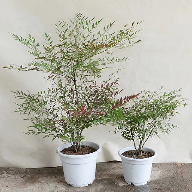 南天竹水养带根树苗盆栽卧室内好活客厅无土培纯水培植物和鱼共养