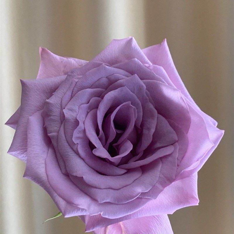 铃兰家  前卫 超新品2022紫色厄瓜多尔玫瑰花苗曼塔花形盆栽花卉,鲜花速递/花卉仿真/绿植园艺,月季/蔷薇/玫瑰,淘宝优惠券,粉丝福利购,淘宝优惠卷