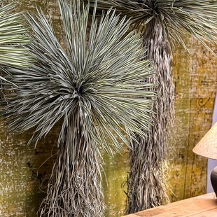 沙漠仿真绿植橄榄树落地大型假室内家居装饰造景