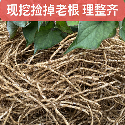 贵州折耳根 鱼腥草 （不带叶 ）现挖新鲜不洗捡掉老根理顺发货