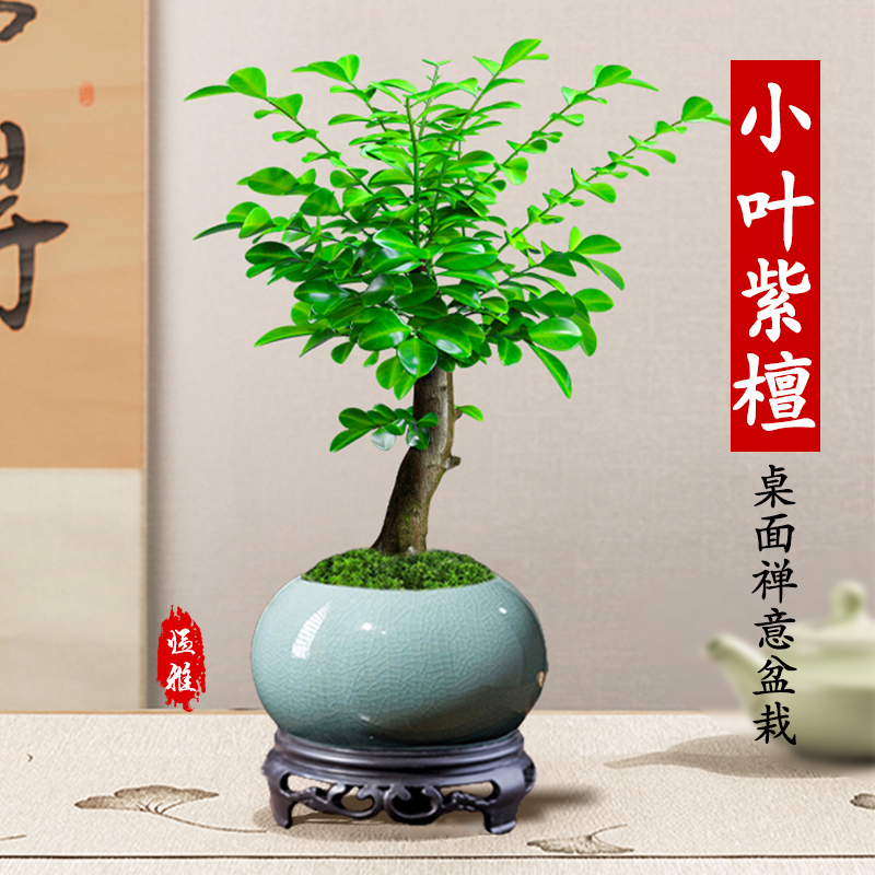 小叶紫檀盆景绿植老桩树苗盆栽名贵树桩室内桌面花卉植物四季养
