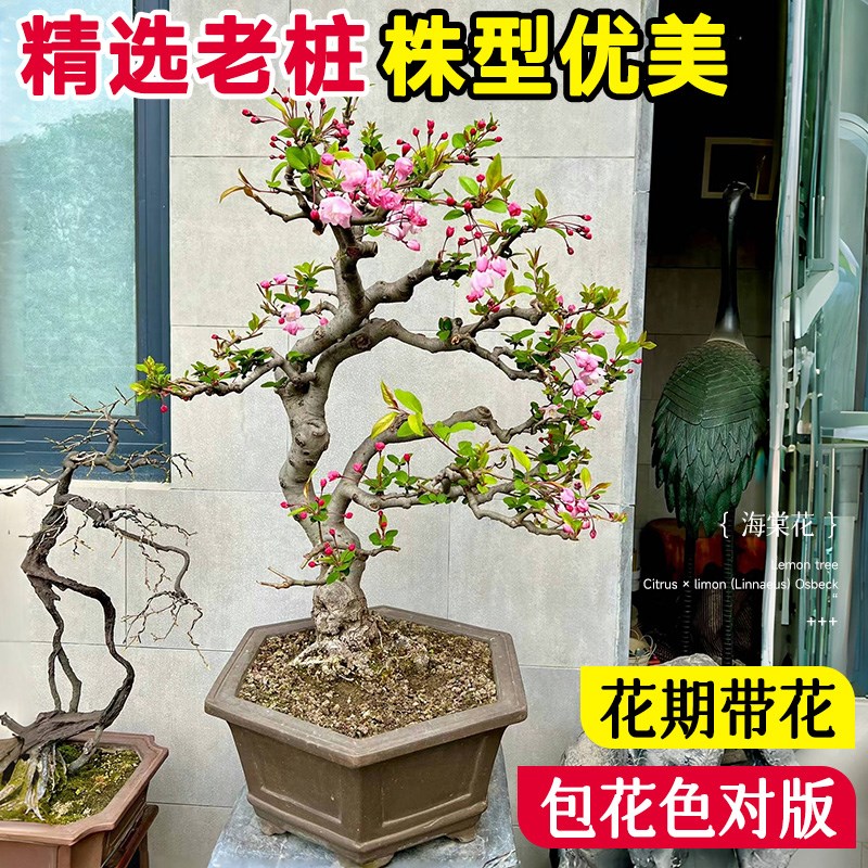 垂丝海棠花盆栽四季开花老桩带花苞盆景树苗室内鲜花卉绿植物好养