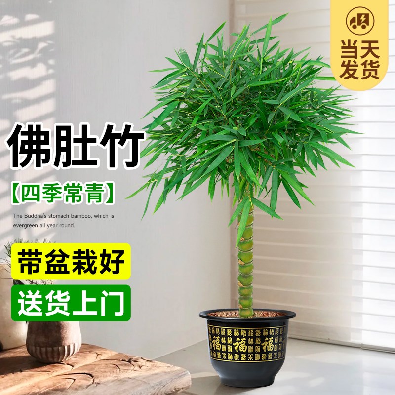 竹子盆栽佛肚竹老桩罗汉竹盆景绿植树苗室内外办公室庭院观赏植物