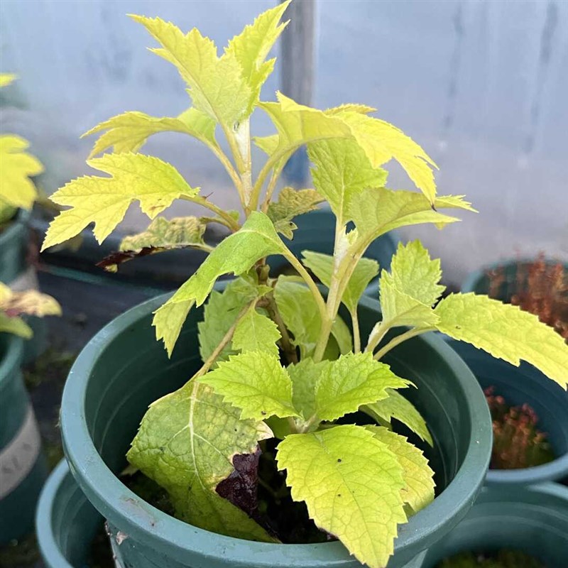 路兮小农民 栎叶绣球金叶多年生宿根花园植物花卉耐寒耐热