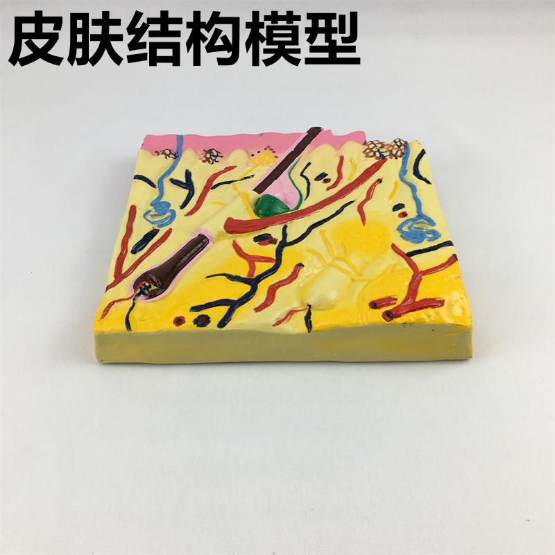 J33215皮肤结构模型 小立体皮肤结构 生物教学仪器 实验器材