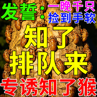 捉知了诱蝉神器夜间户外树林捕捉引诱知了猴金蝉爬出土专用信息素