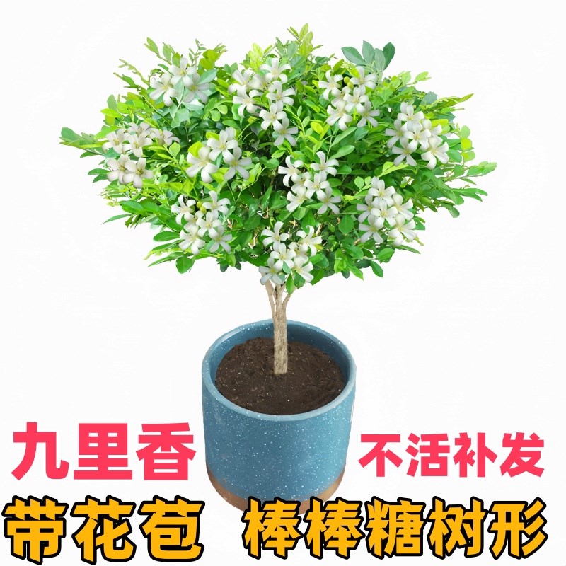 九里香盆栽植物棒棒糖阳台浓香四季花卉带花苞清香木驱蚊盆景老桩