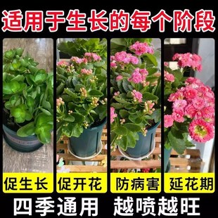长寿花杀菌剂白粉病营养液黑腐病疮痂病黑杆病专用药烂根专用肥料