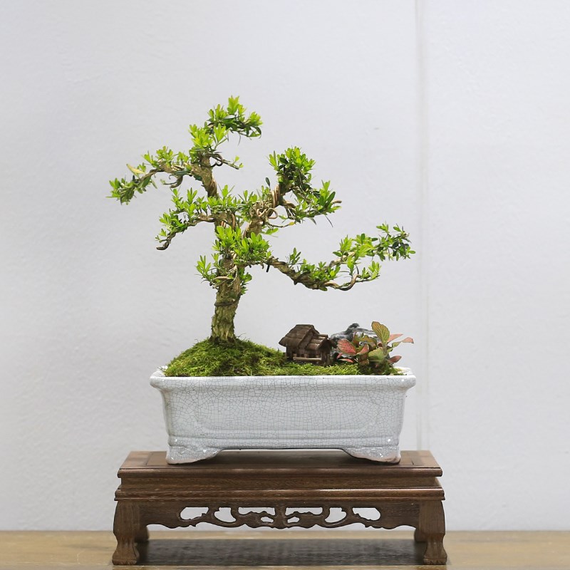 名贵雀舌皱皮黄杨盆景造型矮霸老桩植物室内客厅办公室绿植盆栽