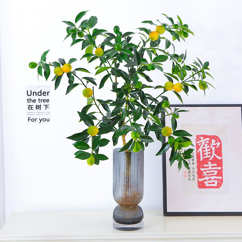 水培植物金桔树盆栽可食用带果脆皮橘子树盆栽室内桌面花卉绿植物