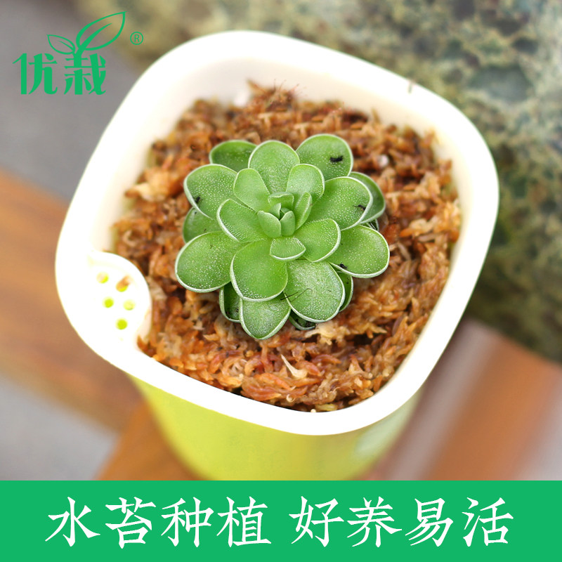 优栽捕虫堇食虫植物食人花捕蝇草驱蚊草卧室喜阴多肉花卉爱丝盆栽
