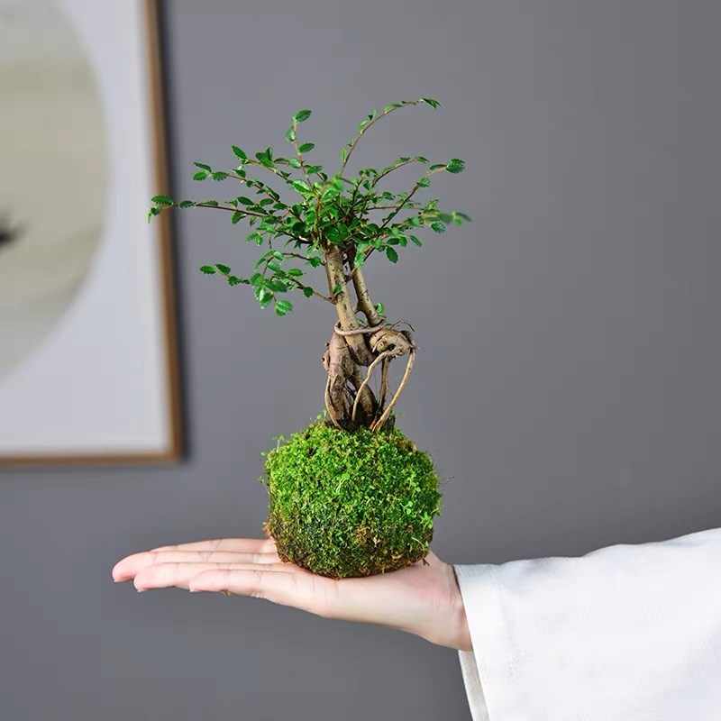 榆树苔玉水培胧月金钱菖蒲盆栽植物室内花茶几桌面四季好养小盆景