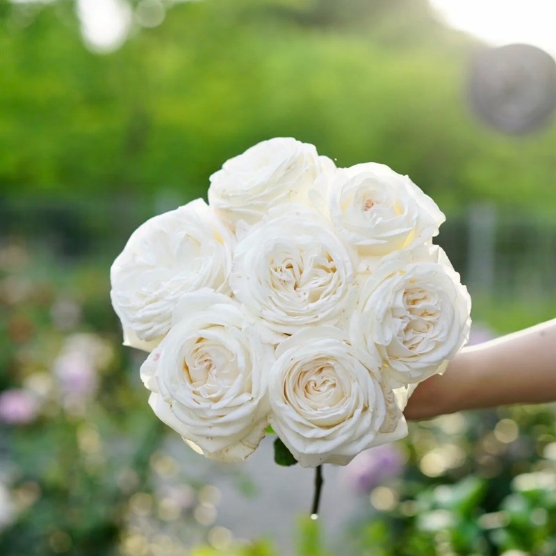 P18中大苗带盆带土珍妮莫罗月季花盆栽优选阳台可地栽