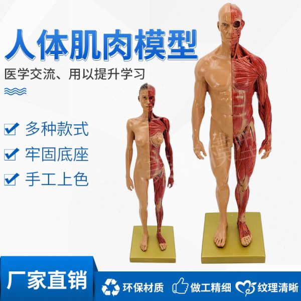 30cm绘画参考头骨模型肌肉色艺用人体肌肉骨骼解剖结构 美术速写