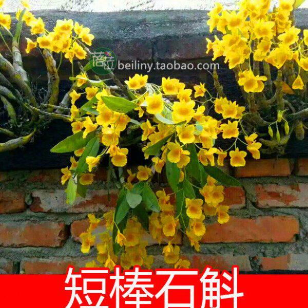 短棒石斛 黄花石斛开黄花漂亮 兰花盆景花卉绿植石斛兰附生吊兰花