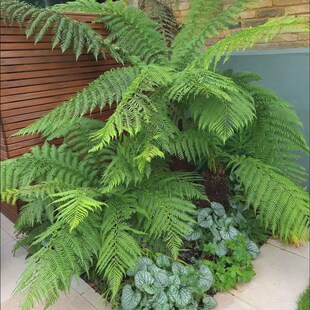 花镜植物针毛蕨东方荚果蕨大型蕨类植物室内阳台盆栽庭院造景绿植