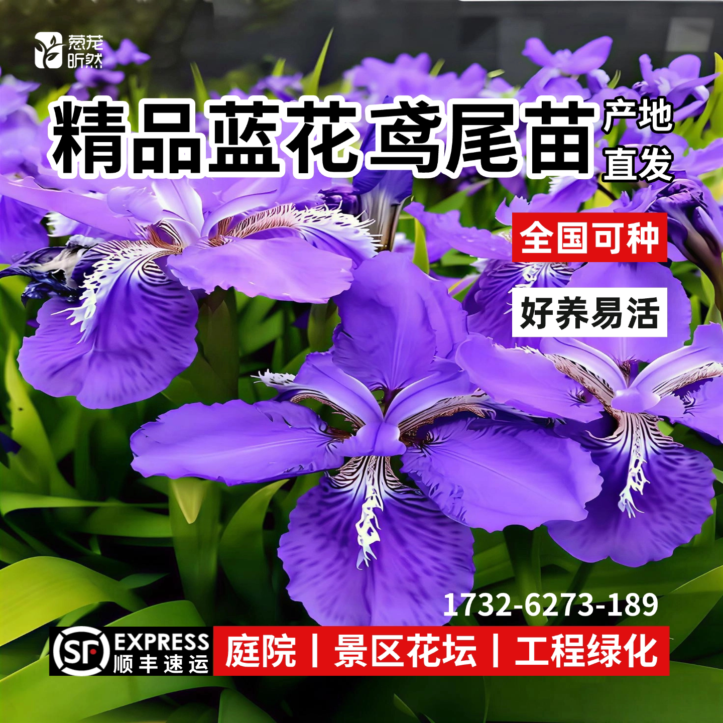 鸢尾花苗蝴蝶兰苗马兰苗荷兰进口蓝花鸢尾庭院道路工程绿化苗
