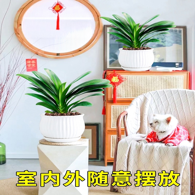 君子兰盆栽带花苞高端精品特级花苗带盆栽好植物名贵小苗室内花卉