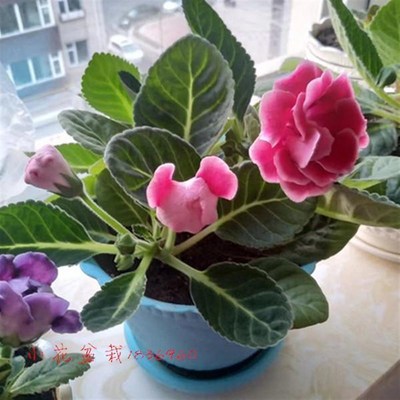 大岩桐重瓣带花 富贵芙蓉花 带花苞发货 盆栽阳台花卉 大岩桐花苗