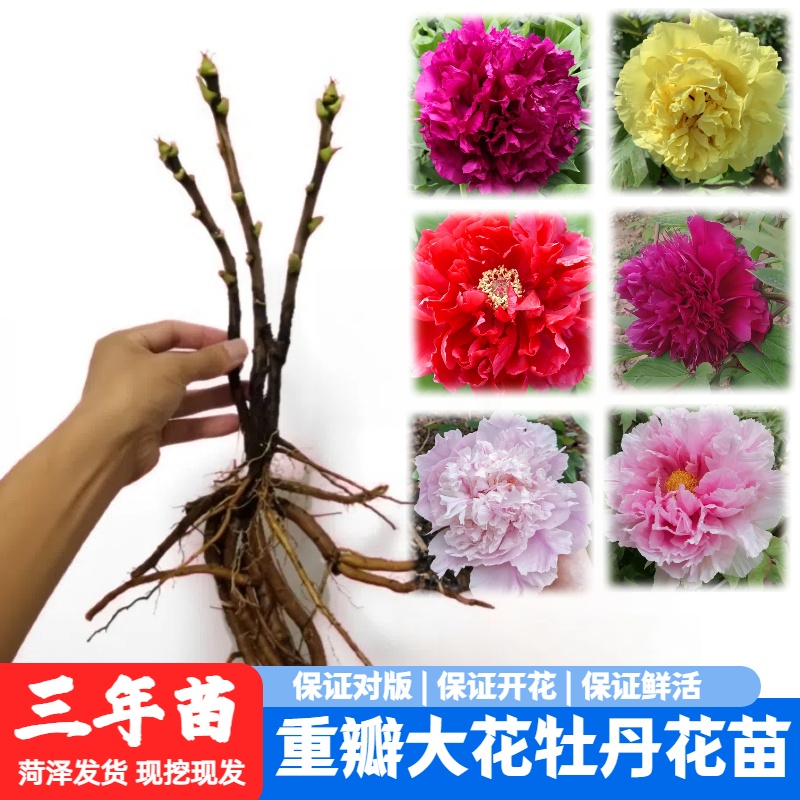 观赏牡丹花苗盆栽重瓣大花易种植