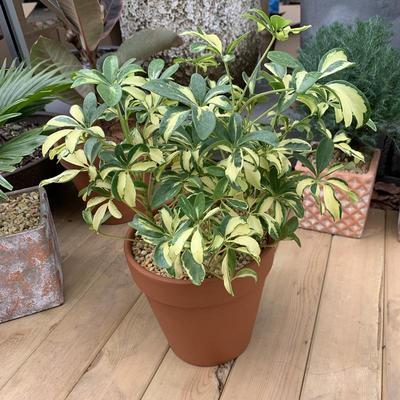 花叶鸭掌木盆栽 小老桩青叶鸭脚木花苗室内外常绿盆栽绿植2盆包邮