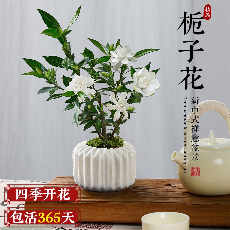 小叶栀子花盆栽四季开花植物办公室内桌面好养花卉小绿植中式盆景