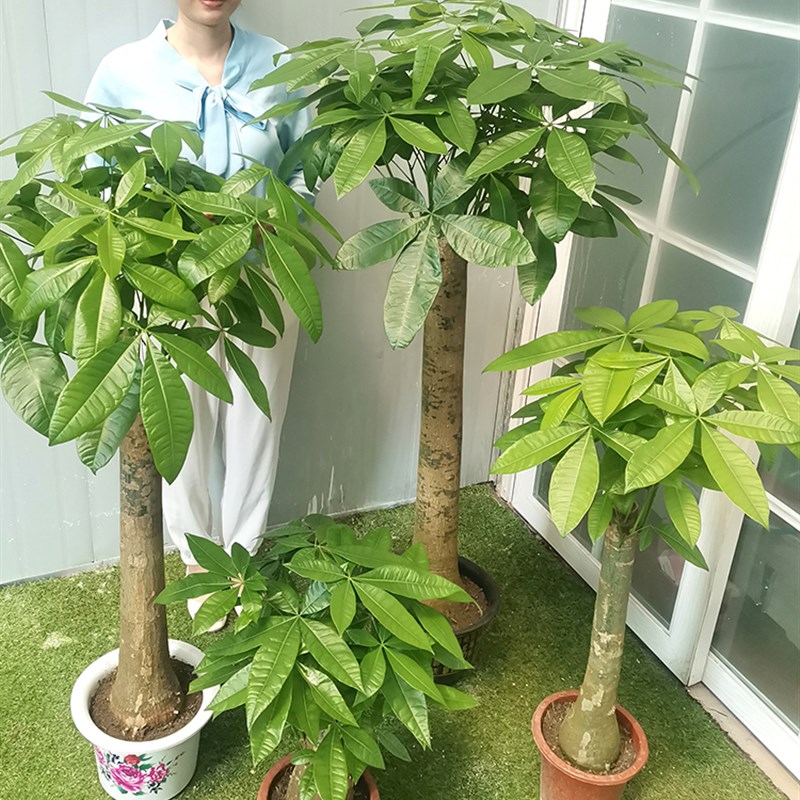 客厅发财树大棵绿植室内盆栽大型开业大型盆景四季花卉辫子不含盆